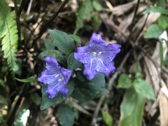 Strobilanthes rankanensis