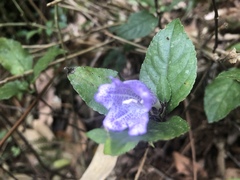 Strobilanthes rankanensis