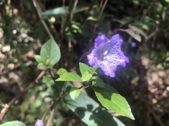 Strobilanthes rankanensis