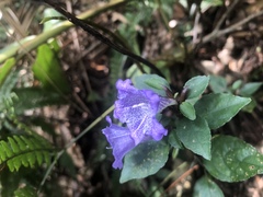 Strobilanthes rankanensis