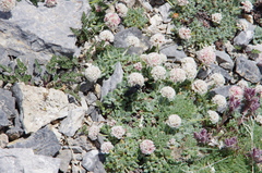 Eriogonum holmgrenii
