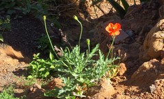 Papaver gorgoneum