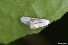 Pseudopostega crepusculella