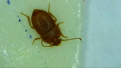 Leptinus testaceus
