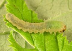 Empria pallimacula
