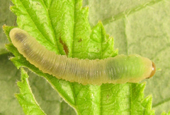 Empria pallimacula