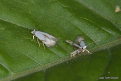 Pseudopostega crepusculella