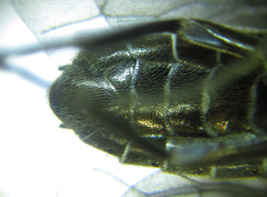 Empria pallimacula