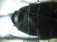 Empria pallimacula