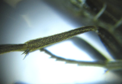 Empria pallimacula