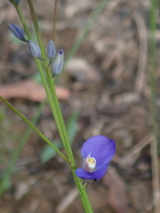 Comesperma sphaerocarpum
