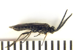 Empria pallimacula