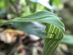 Arisaema formosanum