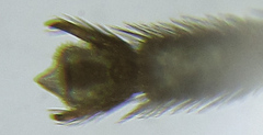 Empria pallimacula
