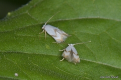 Pseudopostega crepusculella