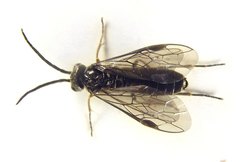 Empria pallimacula