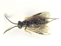 Empria pallimacula