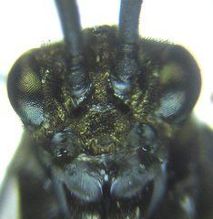 Empria pallimacula