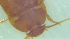 Leptinus testaceus