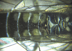 Empria pallimacula