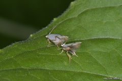 Pseudopostega crepusculella