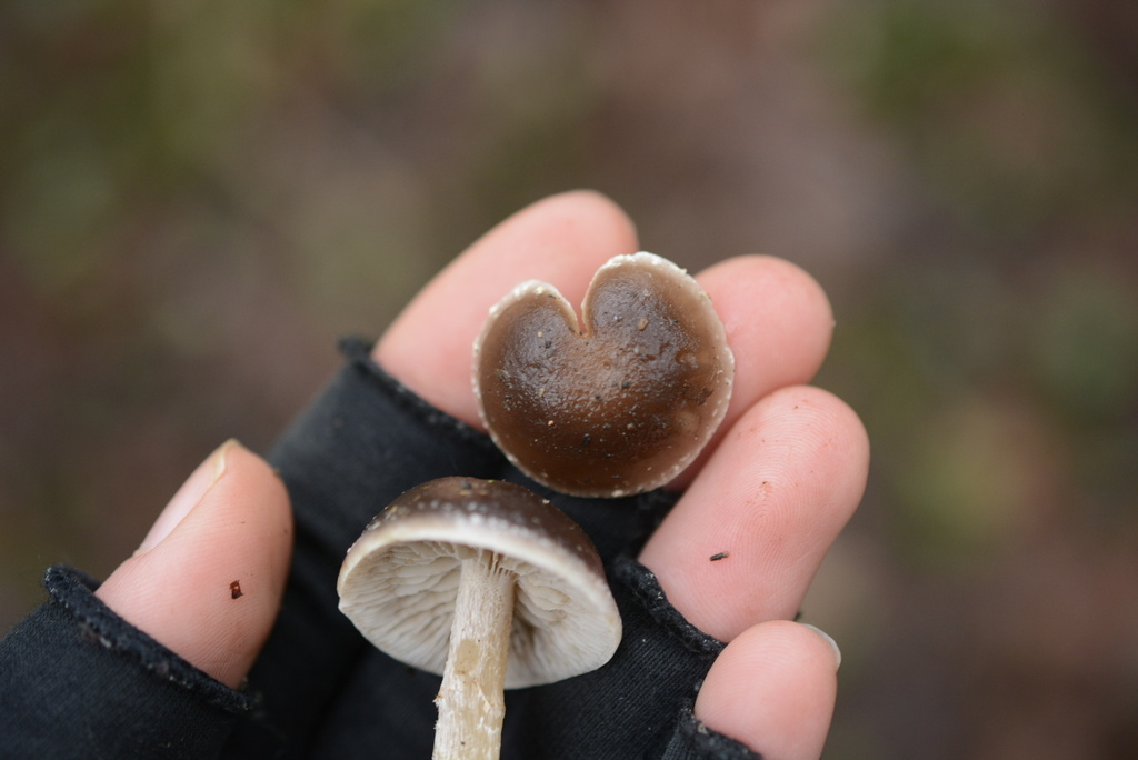 Meottomyces dissimulans · January 2026 · photo: © cryptomarasmius (iNaturalist, cc-by)