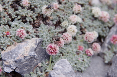 Eriogonum holmgrenii