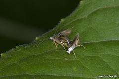 Pseudopostega crepusculella