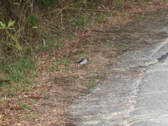 Eopsaltria georgiana