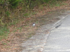 Eopsaltria georgiana