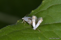 Pseudopostega crepusculella