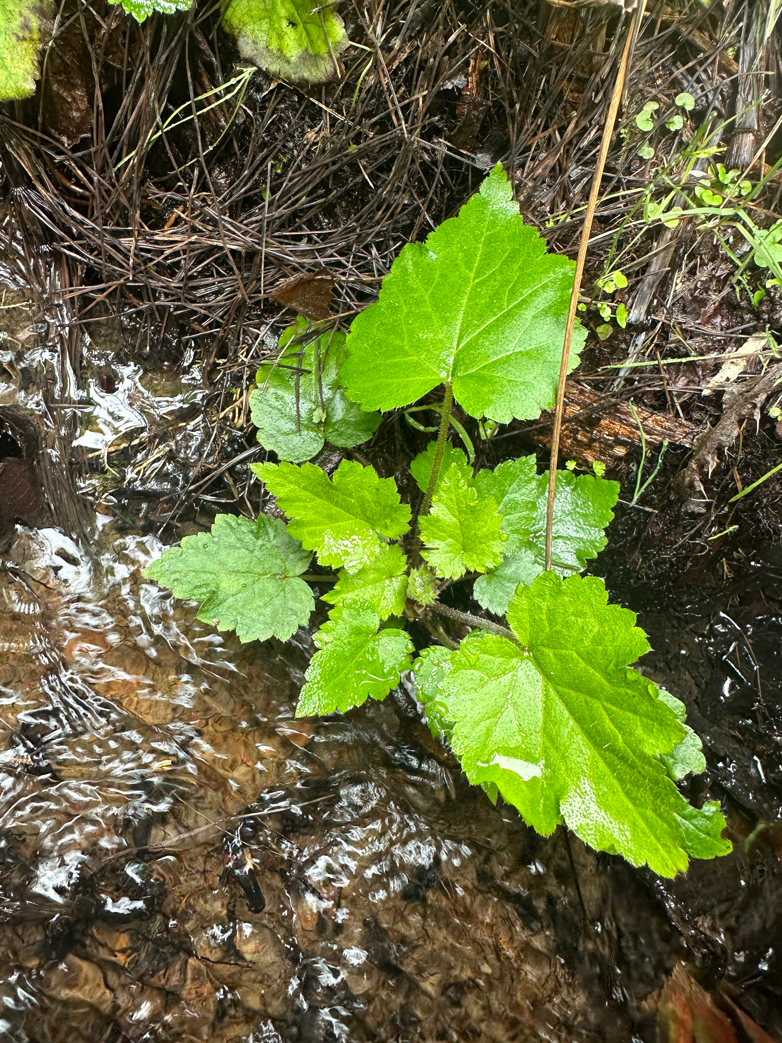 Piggyback Plant (Tolmiea diplomenziesii)
