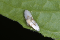 Pseudopostega crepusculella