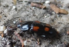 Ipidia binotata