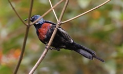 Cinnyris erythrocercus