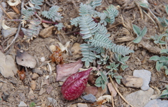 Astragalus whitneyi