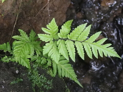 Tectaria subsageniacea