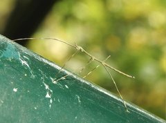 Clitumninae