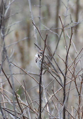Song Sparrow photographed in Minnesota