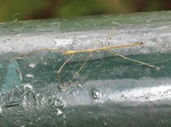 Clitumninae