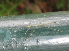 Clitumninae