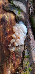 Exidia thuretiana