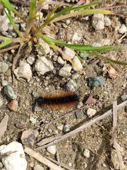 Ocnogyna clathrata