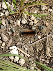 Ocnogyna clathrata