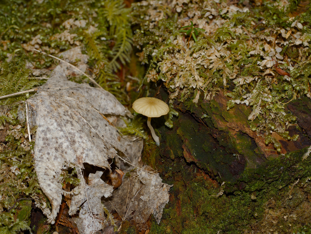 Lichenomphalia ericetorum · April 2026 · photo: © wweellll (iNaturalist, cc-by)