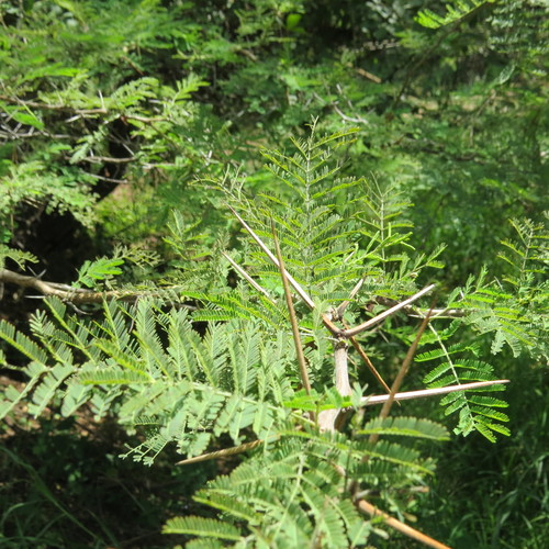 Vachellia image