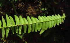 Nephrolepis undulata