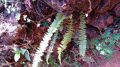 Nephrolepis undulata