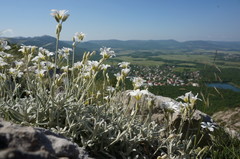 Cerastium biebersteinii