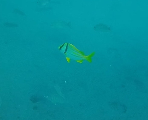 Angelfish